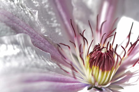 macro photography of white and pink clematis flower thumbnail