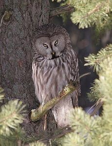 brown owl perching on tree thumbnail
