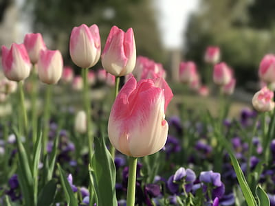 pink and white tulips thumbnail