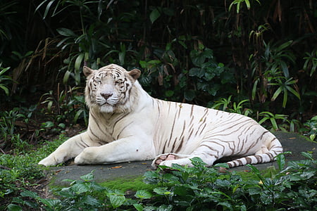 albino tiger lying on concrete surface thumbnail