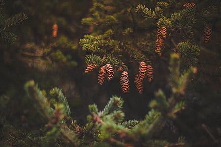 closeup photography of brown pine cones thumbnail