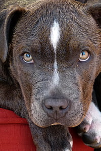 close up photography of dog thumbnail