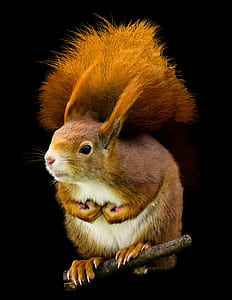 brown squirrel on brown branch thumbnail