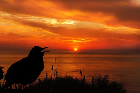 silhouette photography of bird near sea thumbnail