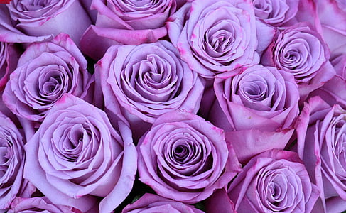 photo of pink roses thumbnail