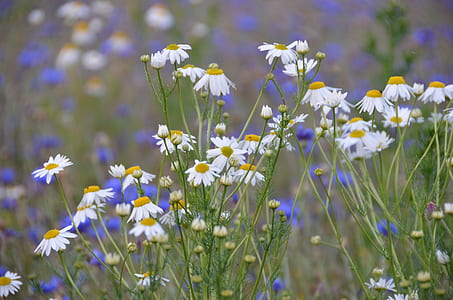 bed of white daisy flowers thumbnail