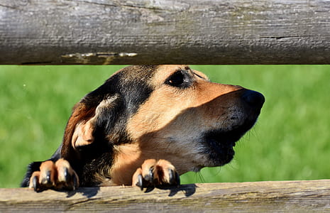 close-up photography of tan and black dog leanin on board thumbnail