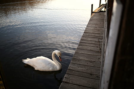 nature, water, boardwalk, lake thumbnail