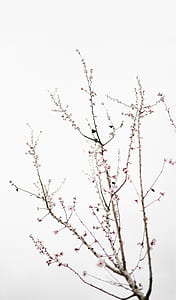 close photography of cherry blossoms during daytime thumbnail