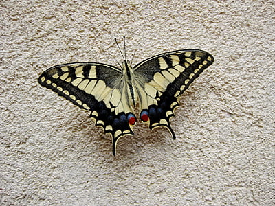 selective focus photography of tiger swallowtail butterfly perched on white surface thumbnail
