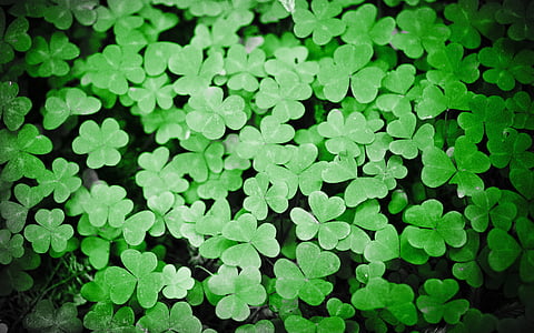 green clover leaves thumbnail