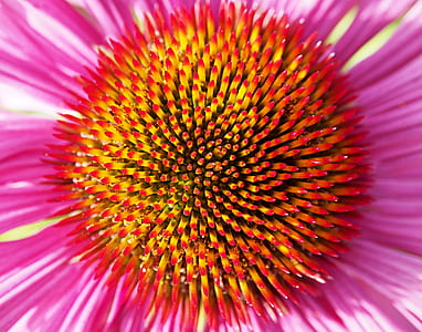 macro photo of pink coneflower in bloom thumbnail