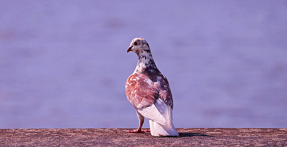 shallow focus photography of brown and white pigeon thumbnail