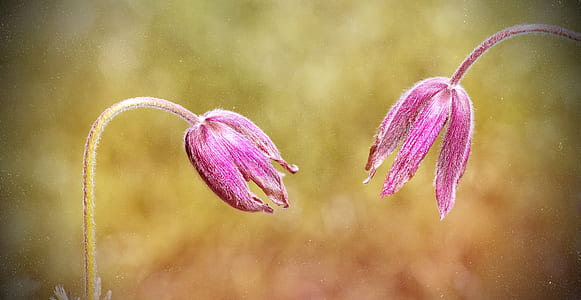 two pink petaled flowers thumbnail