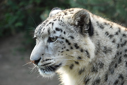 white tiger thumbnail