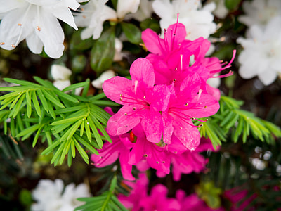 pink flowers in shallow focus photography thumbnail