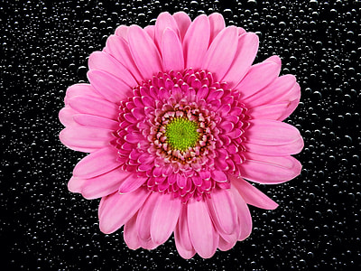 pink flower thumbnail