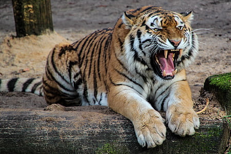 roaring tiger during daytime thumbnail