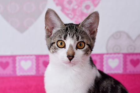 shallow focus photography of white and black cat thumbnail