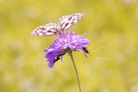 selective focus photography of paperkite butterfly perched on purple petaled flower thumbnail