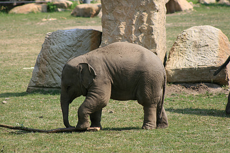 gray elephant standing in front rock thumbnail