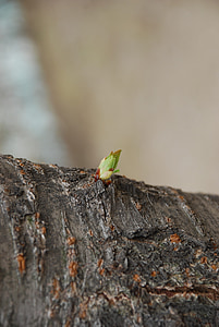 close-up photography of green plant thumbnail