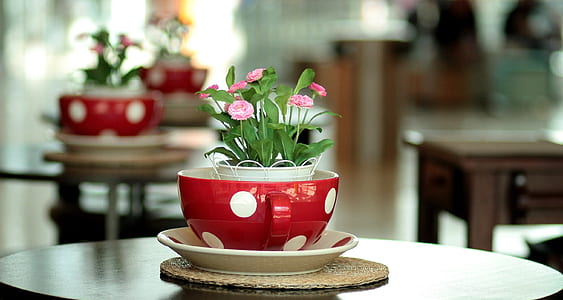 pink petaled flowers on red pot thumbnail