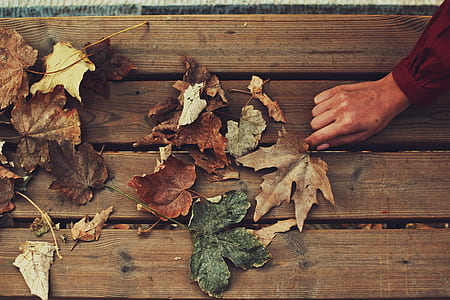 person picking dried maple leaf thumbnail