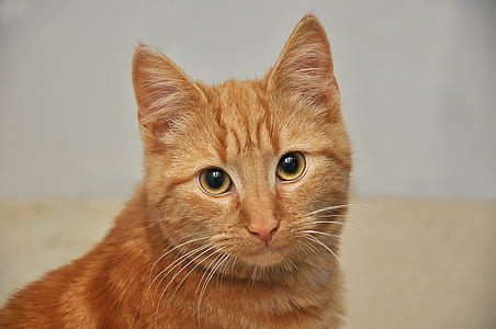 orange tabby cat macro photography thumbnail