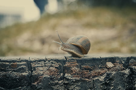 nature, water, summer, wall thumbnail