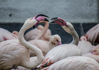 close-up photography of flock of flamingos thumbnail
