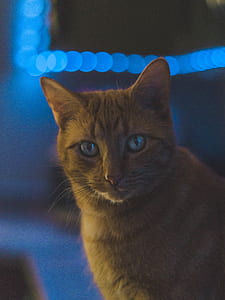 orange tabby cat thumbnail