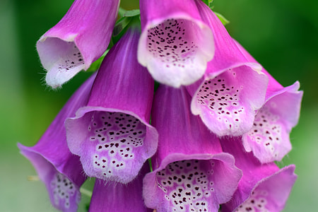 purple petaled flower thumbnail