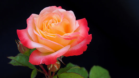 closed up photo of red and orange petaled flower thumbnail