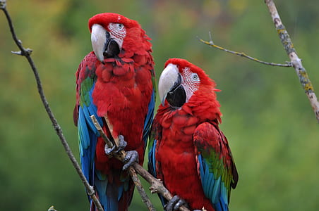 two red scarlet macaws thumbnail