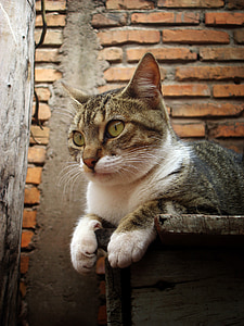 gray and black cat lying on brown wooden table thumbnail