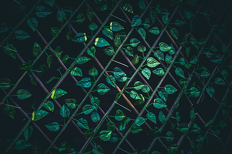 green ivy plant on accordion wood frame thumbnail