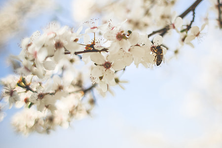Honey Bee Pollinating an Apple-Tree thumbnail