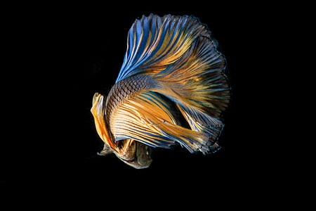 yellow and blue beta fish thumbnail