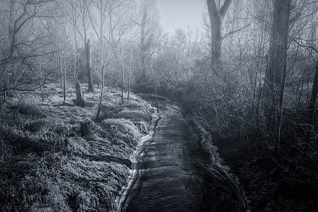 grayscale photography of withered trees thumbnail