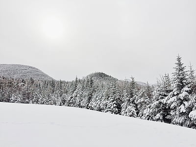 snow covered trees thumbnail