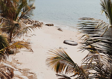 coconut trees on seashore near sea thumbnail
