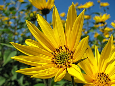 closeup photo of yellow cluster flowers thumbnail