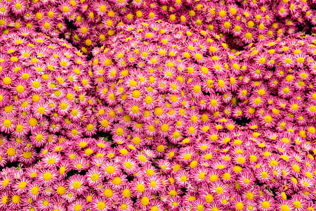 Pink Marguerite Daisy Flowers thumbnail
