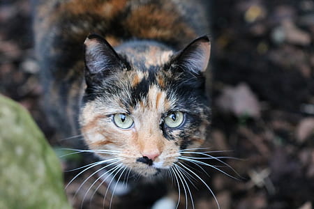 Cat in Selective Focus Photography during Daytime thumbnail