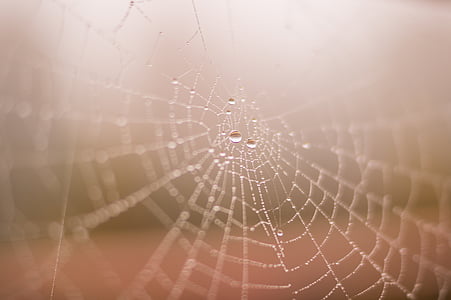 water dew on spider web in selective focus photography thumbnail