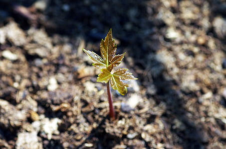 plant sprout in shallow photo thumbnail