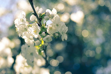 Selective Focus Photography of White Blossoms thumbnail