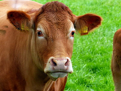 brown cow standing on lawn thumbnail