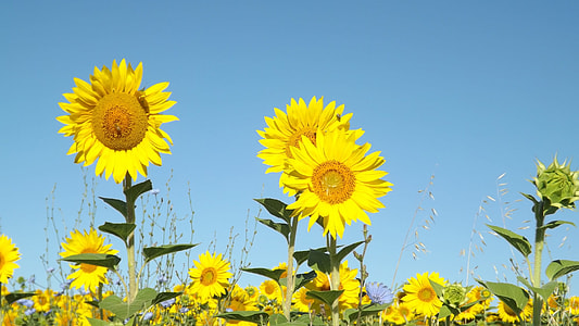 yellow sunflower on bloom taken at daytime thumbnail